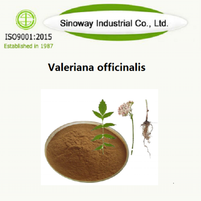 Valeriana officinalis fournisseur -Sinoway